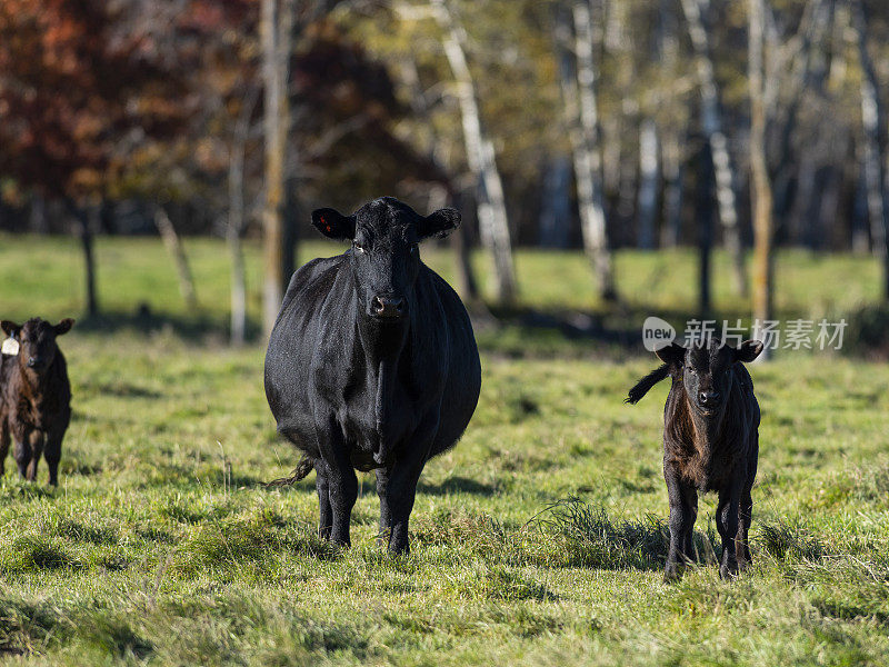 一头母牛和她的小牛