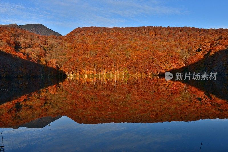 日本东北部和田市秋季沼泽的光影