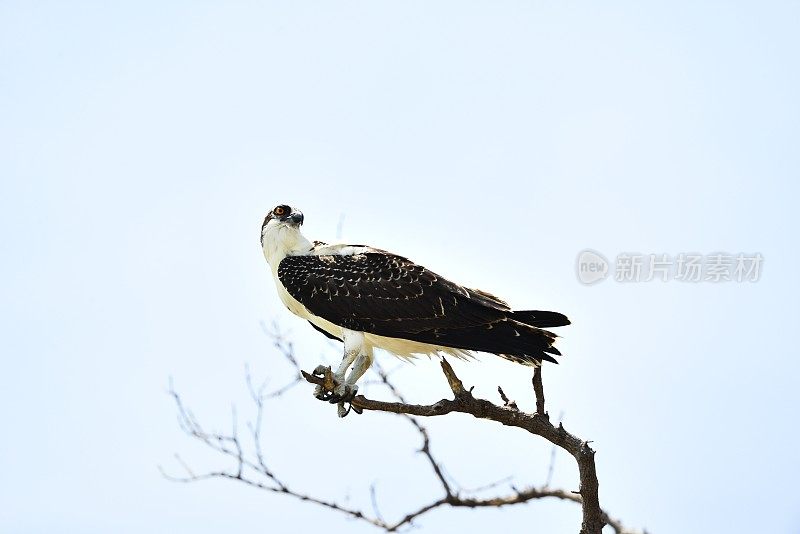 鱼鹰栖息