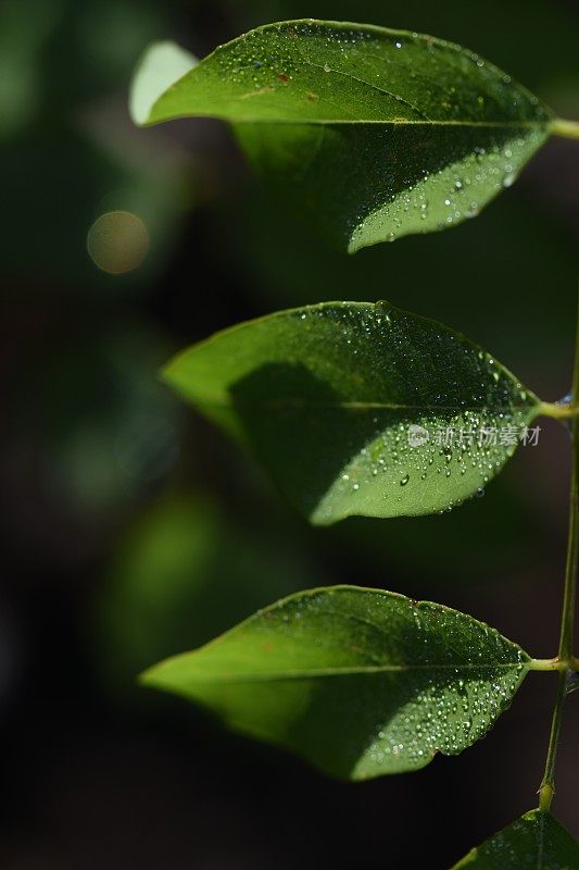 黑色背景上的一片绿叶