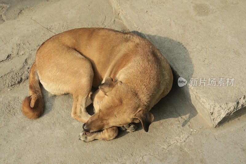 印度街头悲伤的流浪狗，无家可归的杂种狗在睡觉