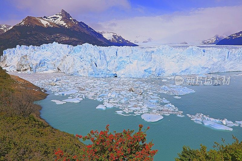 莫雷诺冰川和红色野花，阿根廷湖-卡拉法特，巴塔哥尼亚