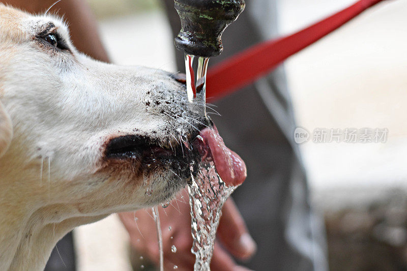 可爱的拉布拉多寻回犬正从水龙头里喝干净的冷水