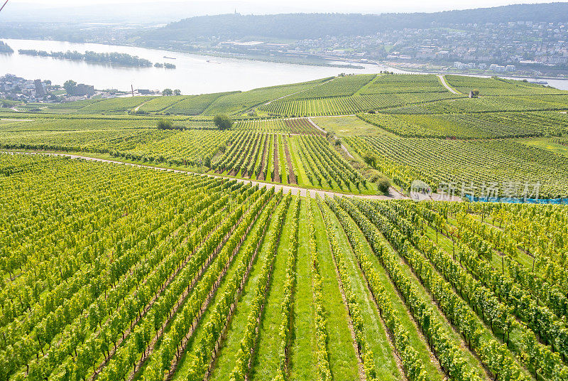 葡萄园在低森林纪念碑纪念碑Rüdesheim，德国