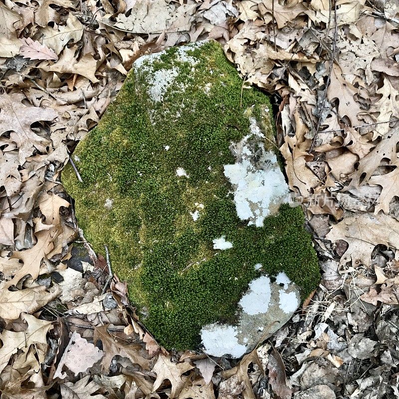 苔藓覆盖的岩石在树林