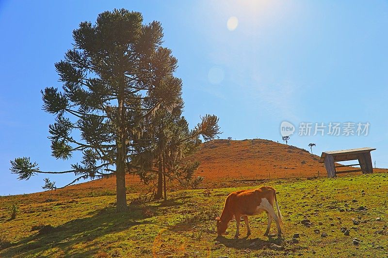 在巴西南部的大草原上，奶牛在金色的草甸山上吃草