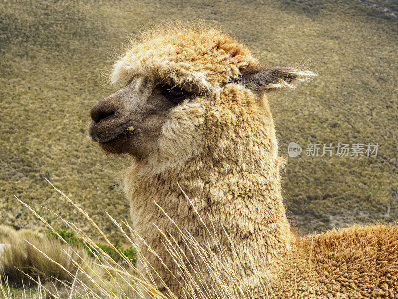 钦博拉索火山附近的羊驼