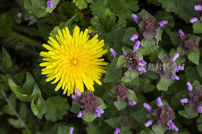 蒲公英头与红色Deadnettle