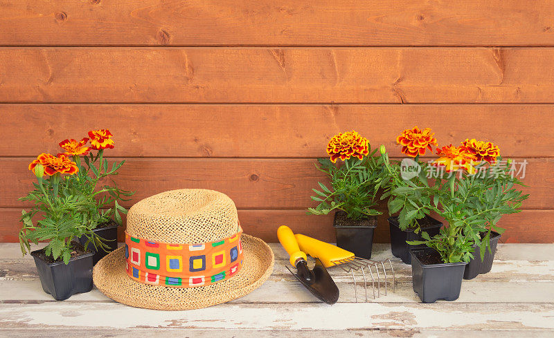 幼苗金盏花，园艺工具和草帽作为边框上的木制背景。