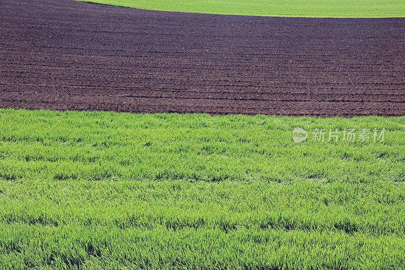 小麦成熟期和翻耕期在田间生长