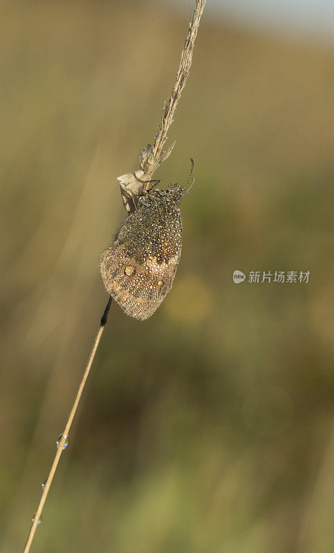 小希斯的蝴蝶