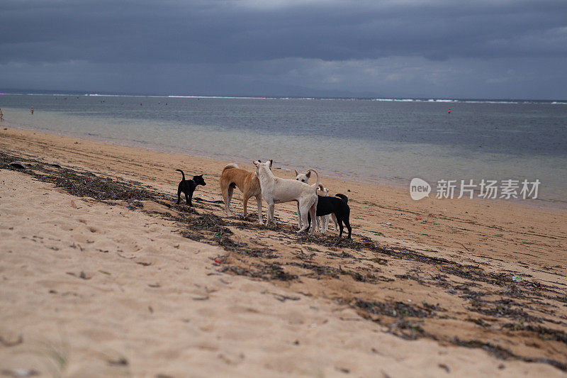 巴厘岛萨努尔海滩上无家可归的流浪狗