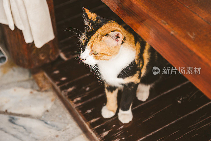 希腊圣托里尼岛卡马里的流浪猫