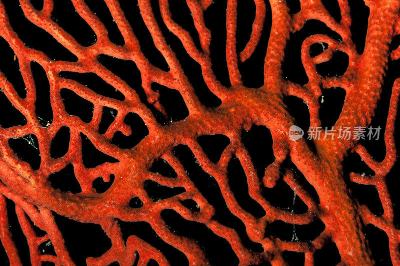 弯曲的柳珊瑚细节，Bunaken国家海洋公园，北苏拉威西，印度尼西亚