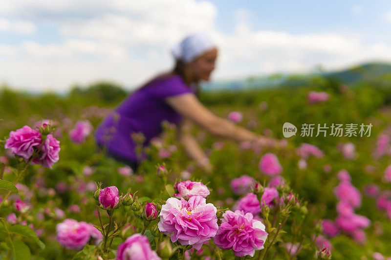 美丽的保加利亚玫瑰。