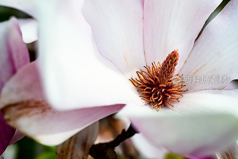 花的特写镜头