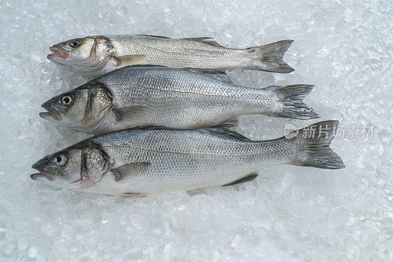 生鲈鱼Robalo三条鱼排成一排，新鲜海鲜在冰上捕捉