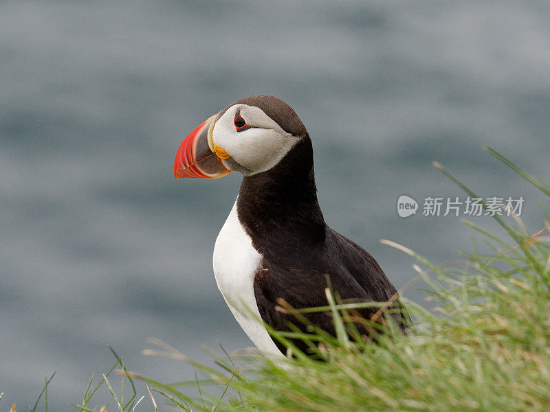 大西洋海雀