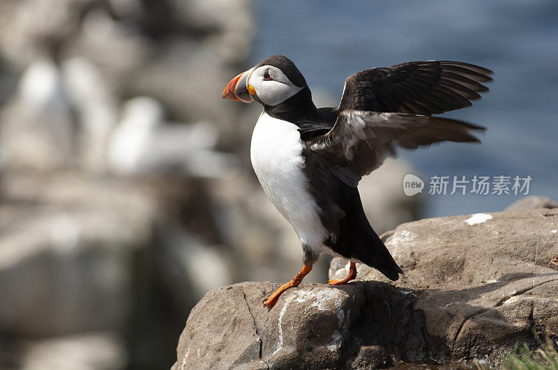 海雀(北极兄弟会)