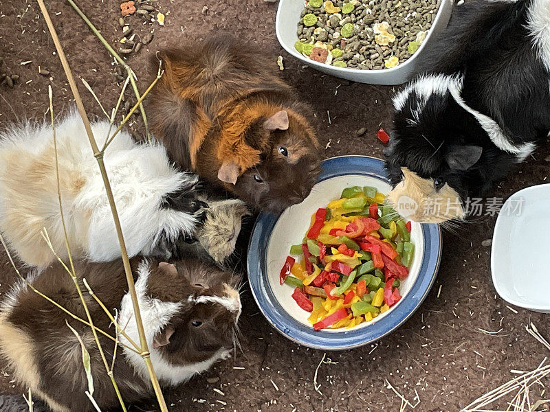 近距离图像的四个，年轻，雌性，短毛阿比西尼亚豚鼠吃红色，黄色和绿色的辣椒片从碗，室内围场，高架视图
