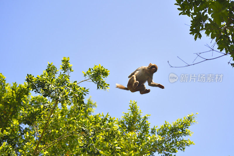 猴子跳跃时在空中的位置