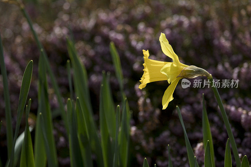 路易斯岛花园里的水仙花