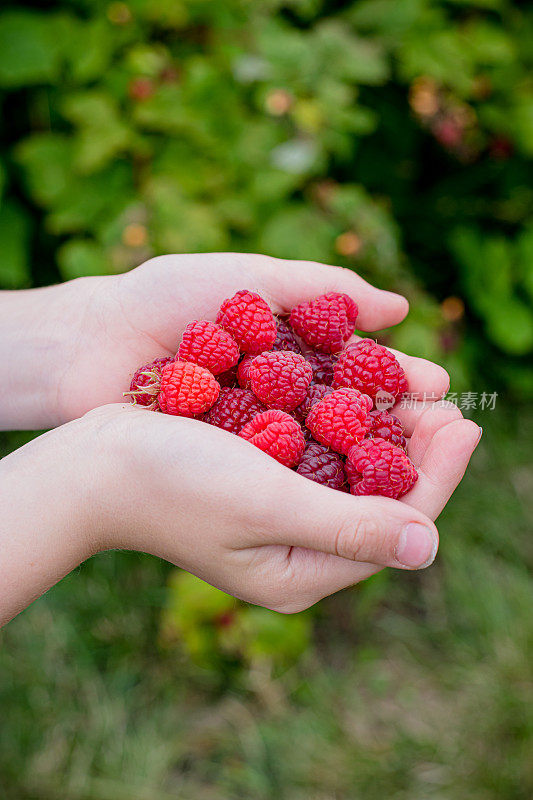 采取raspberies