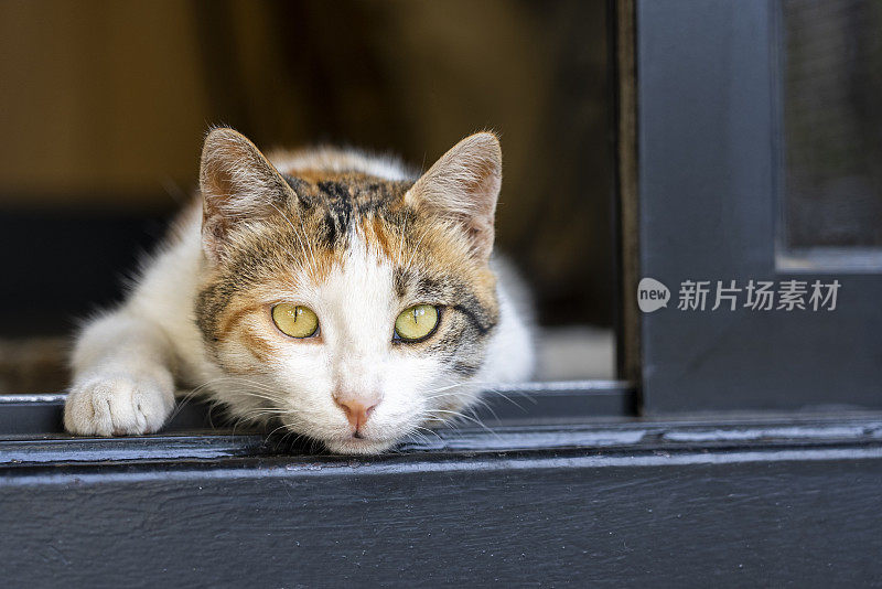 一只有着美丽眼睛的流浪猫担任照片模特。