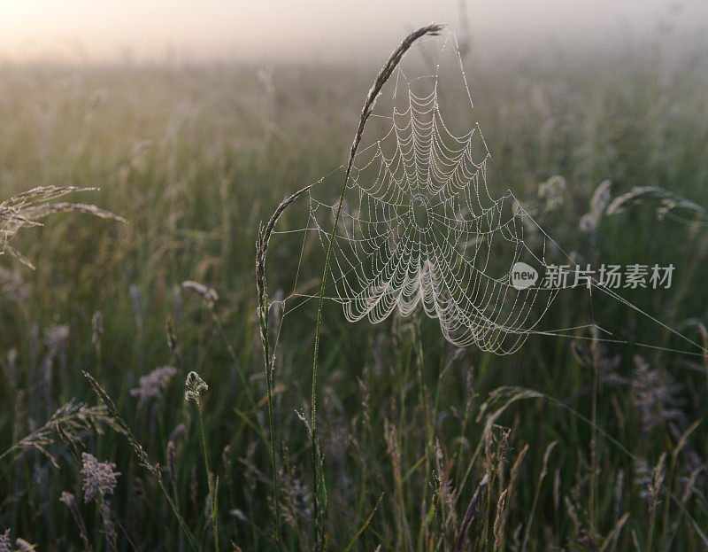 蜘蛛在晨露中结网