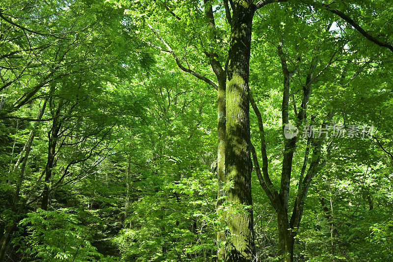 新长出绿叶的高尾山树木，日本东京(2022年5月)