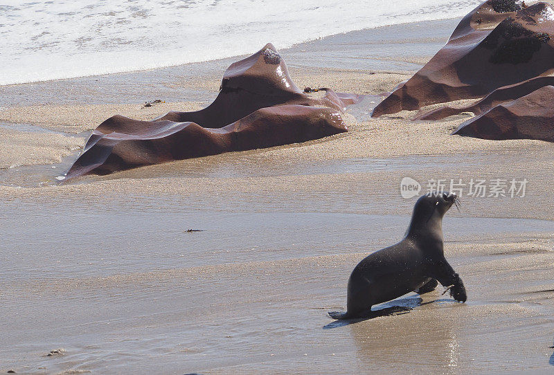 在海边奔跑的棕色海豹
