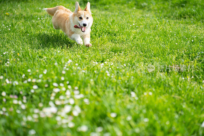 春天，一只彭布罗克威尔士柯基狗在草地上欢快地奔跑