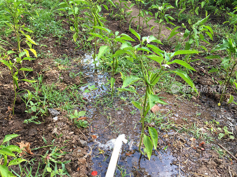 给菜园浇水