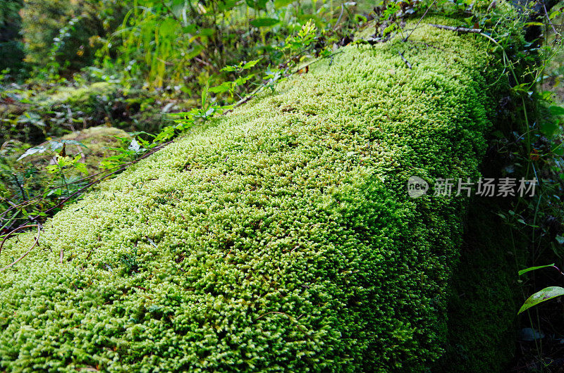 地毯苔藓