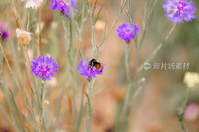 蜜蜂在草地上为野花授粉的特写