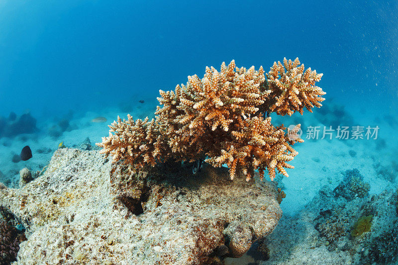 海洋生物珊瑚礁水下照片水肺潜水员观点热带海洋