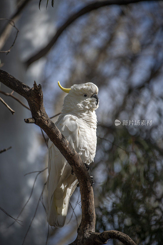 硫冠凤头鹦鹉在寻找捕食者。
