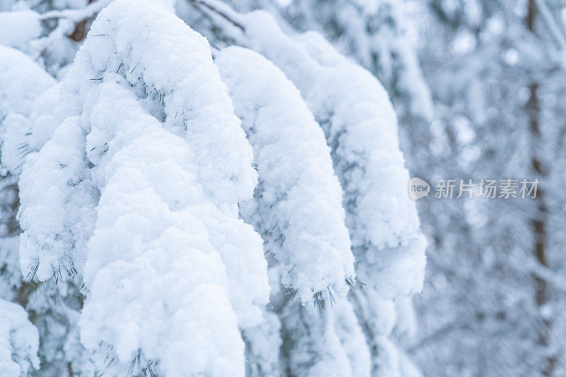 冬天的景象――覆盖着积雪的冰冻松枝。森林里的冬天