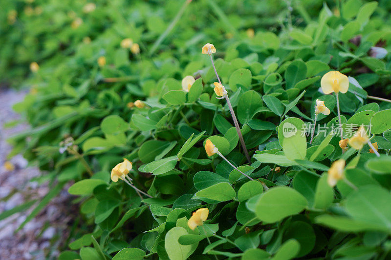 后院有草和花