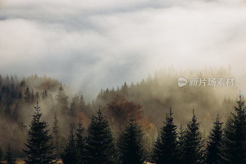 山上日出时雾中的森林风景