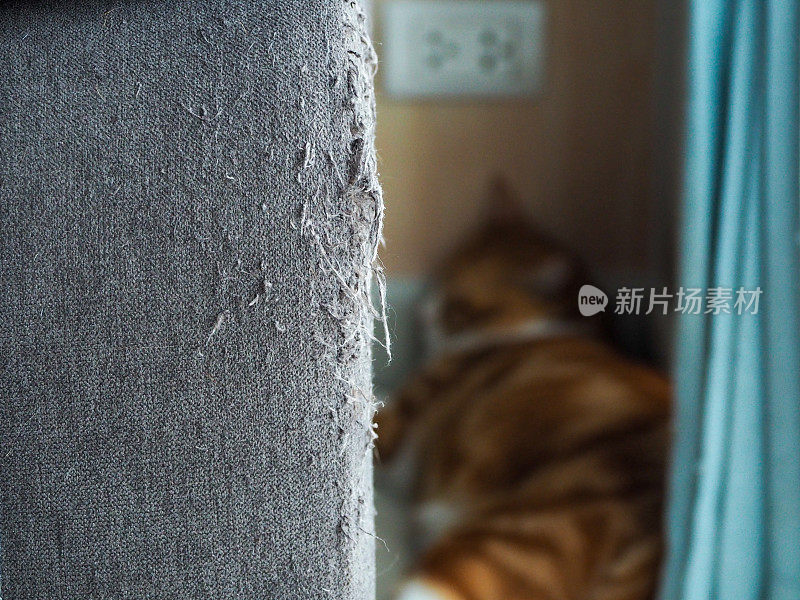 灰色的沙发上满是猫抓的痕迹