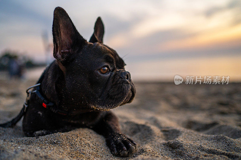 海滩上可爱的小法国斗牛犬