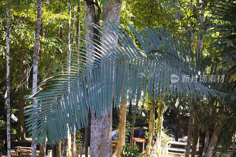 大热带棕榈叶前的树在热带雨林