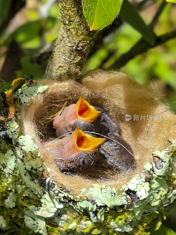 哥斯达黎加，红尾蜂鸟雏鸟在巢中