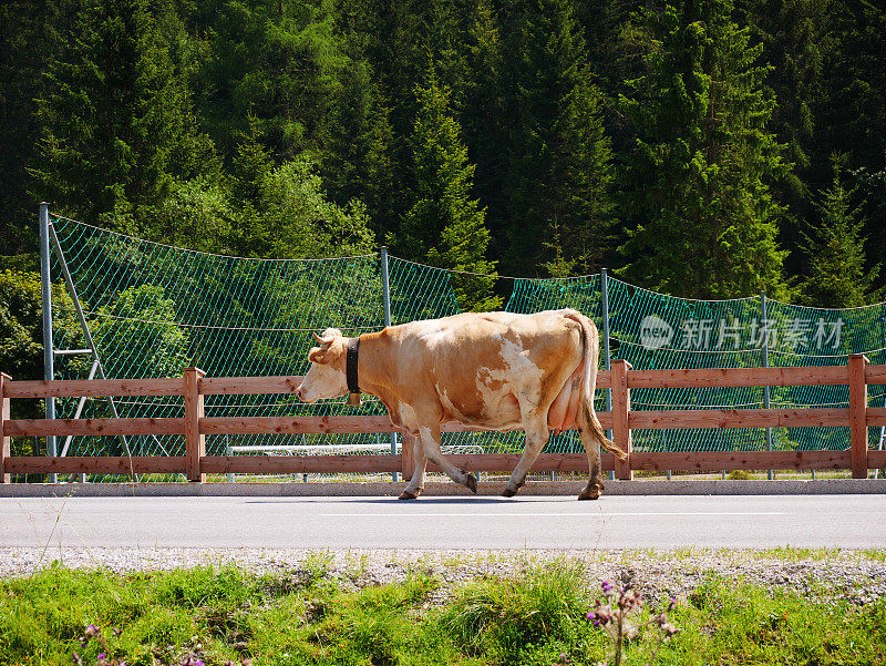 走在奥地利村庄里的棕色奶牛