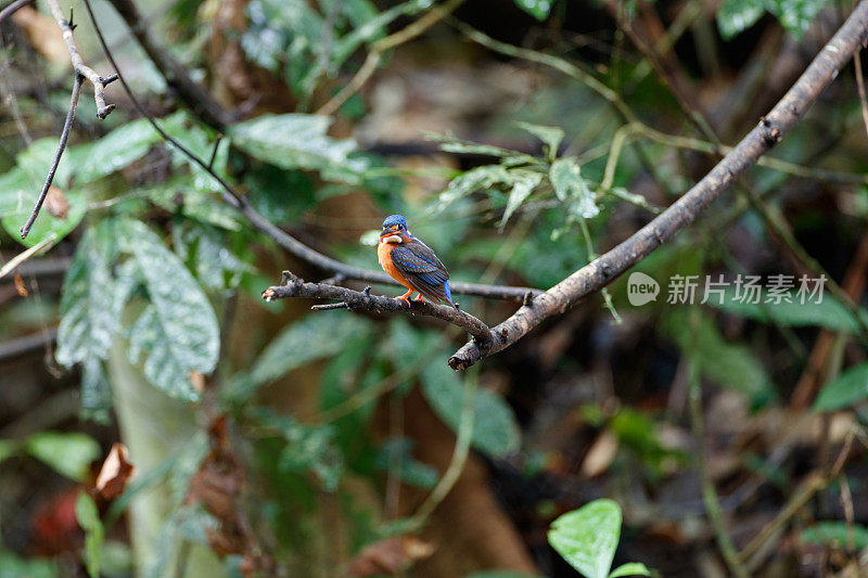 翠鸟:成年雌性蓝耳翠鸟。