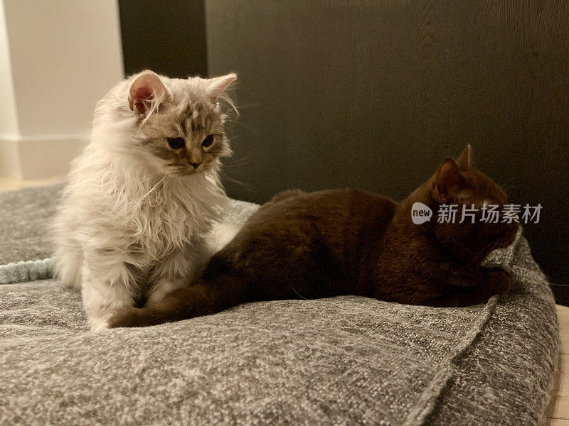 两只小猫英国长毛和短毛