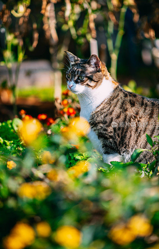 花园中的虎斑猫