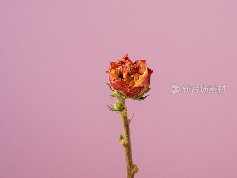 照片的芙蓉花盛开，生长在粉红色的背景。百合花盛开，芙蓉花蕾绽放。