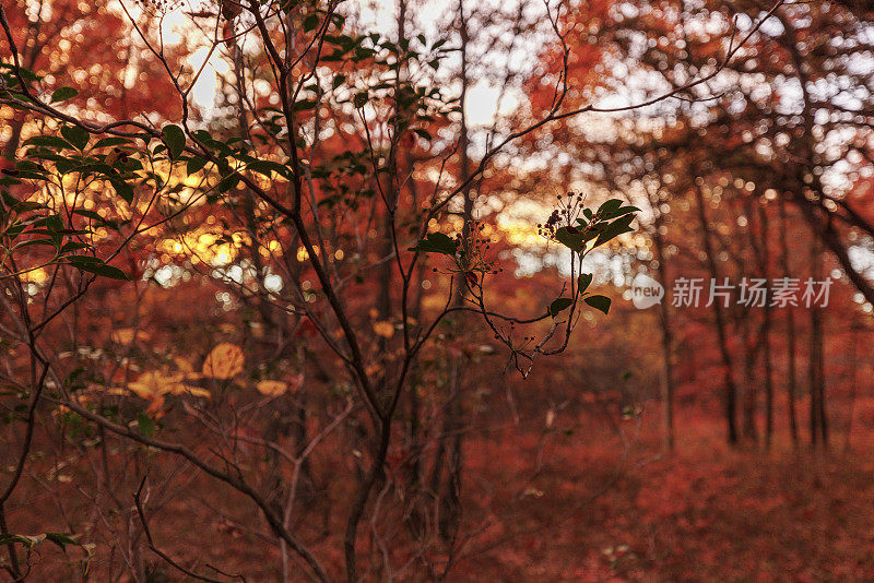 秋天阳光明媚的下午，宾夕法尼亚州波科诺斯的阿巴拉契亚山脉森林里的秋叶。